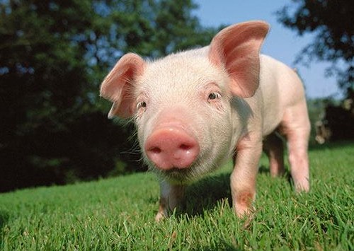 二四六香港期期中下一期預測:豬、狗、馬、牛,澳門一碼一特一中預測準不準繼續訪:豬、狗、兔、馬-系統解答、專家解讀解釋與落實?,杜絕虛假誘導鏈