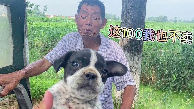 二四六香港期期中下一期預測:豬、狗、馬、牛,澳門一碼一特一中預測準不準繼續訪:豬、狗、兔、馬-系統解答、專家解讀解釋與落實?,杜絕虛假誘導鏈