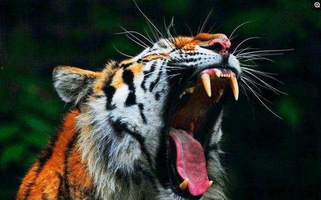 澳門一碼一特一中每一期預測:蛇、馬、牛、虎,77778888888精準,短期釋義、專家解析解釋與落實?-杜絕虛假的假誘導