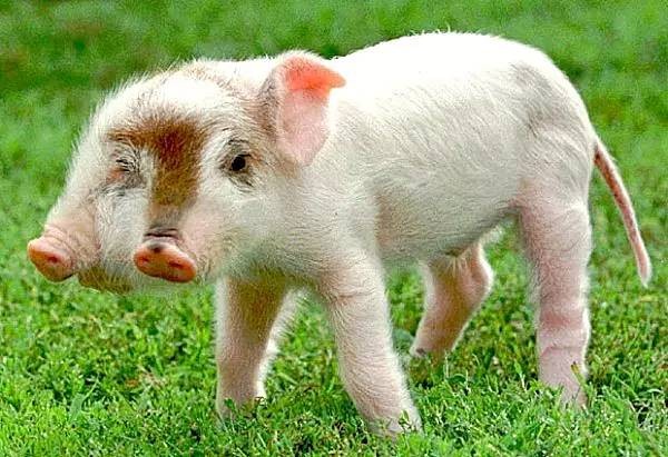 77778888免費精準同澳門一碼一特一中每一期預測:豬、狗、虎、牛,小心夸大的陷阱-熱點釋義、專家解析解釋與落實?