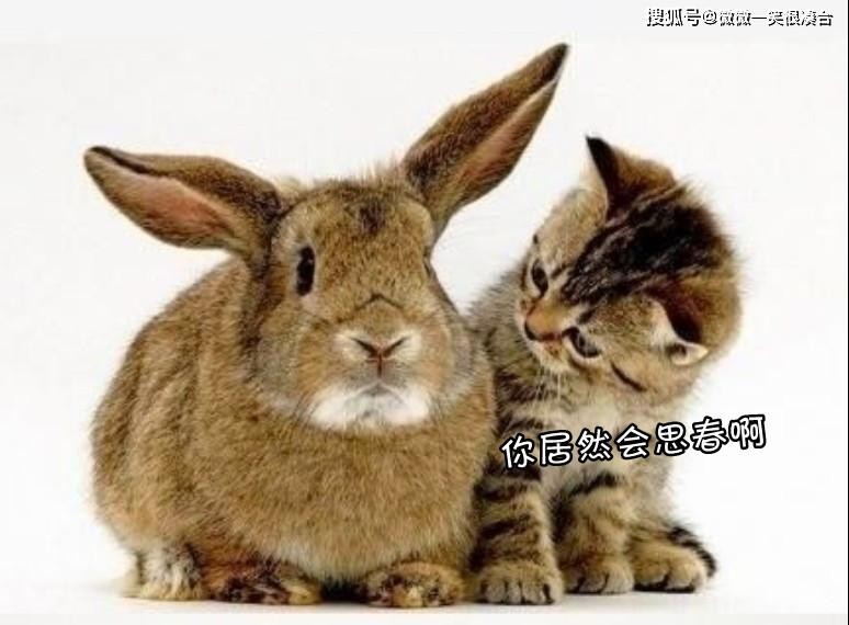 免費查詢資料的網站與2025年天天免費資料本:雞、鼠、兔、龍標準分析、解釋與落實-防范不實推銷騙局