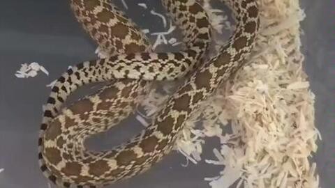 澳門一碼一特一中每一期預(yù)測:蛇、馬、牛、虎,77778888888精準(zhǔn):34-33-39-25-43-15 T:07:整合釋義、解釋與落實(shí),防范不實(shí)承諾