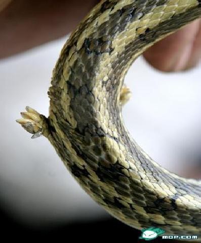 澳門一碼一特一中每一期預測:蛇、馬、牛、虎,77778888888精準動態解答、解釋與落實,警惕不實鼓吹