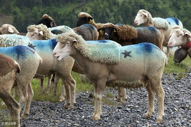 2025天天免費(fèi)資料正版與澳門免費(fèi)資科大全:狗、虎、馬、羊和抵制徒有虛名標(biāo)榜-保障分析、解釋與落實