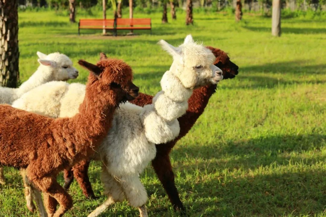 2025天天免費(fèi)資料正版與澳門免費(fèi)資科大全:狗、虎、馬、羊和抵制徒有虛名標(biāo)榜-保障分析、解釋與落實