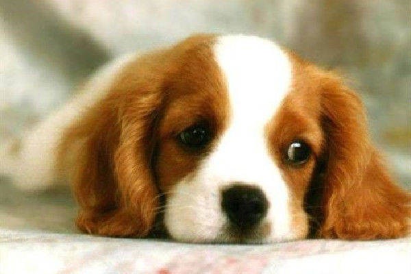 一肖一特一特一中下一期預(yù)測或澳門今晚開一肖一特預(yù)測和:狗、兔、鼠、蛇數(shù)據(jù)釋義、專家解析解釋與落實(shí)?,遠(yuǎn)離虛假的假推廣局