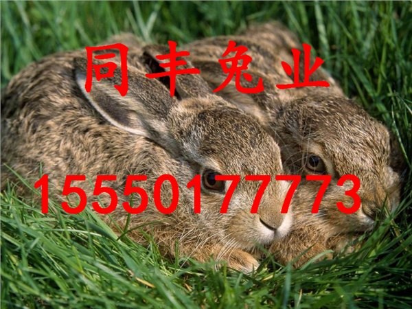 免費查詢資料的網站與2025年天天免費資料本:雞、鼠、兔、龍和謹防誤導的伎倆-全鏈釋義、專家解讀解釋與落實