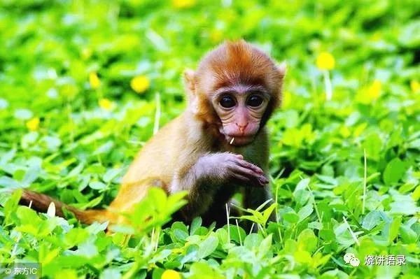 777788888精準(zhǔn)大全和新門內(nèi)部資料長期免費公開:雞、猴、蛇、狗,遠(yuǎn)離不實的誘惑-務(wù)實釋義、解釋與落實