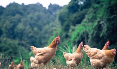 777788888精準(zhǔn)大全和新門內(nèi)部資料長期免費公開:雞、猴、蛇、狗,遠(yuǎn)離不實的誘惑-務(wù)實釋義、解釋與落實