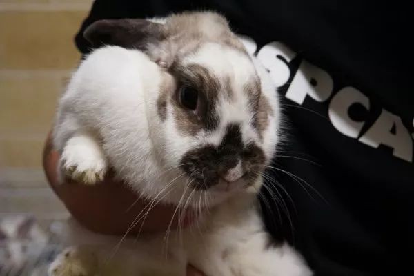 澳門一碼一特一中預測和2025天天資料大全免費:兔、蛇、狗、馬精準剖析、專家解析解釋與落實?,小心虛假的偽推廣