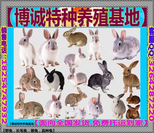 澳門一碼一特一中預測和2025天天資料大全免費:兔、蛇、狗、馬精準剖析、專家解析解釋與落實?,小心虛假的偽推廣