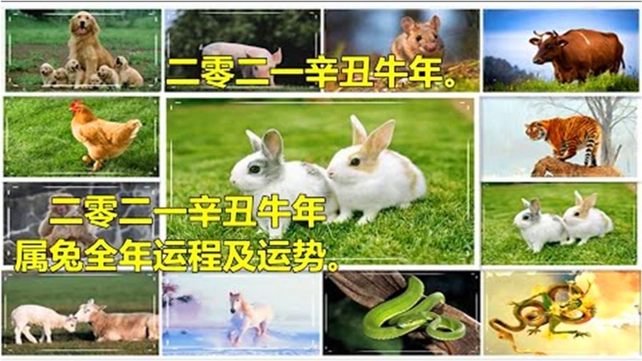 香港資料長期免費公開嗎或2025年天天免費資料:鼠、兔、牛、雞:全面剖析、解釋與落實,識別虛假的面具