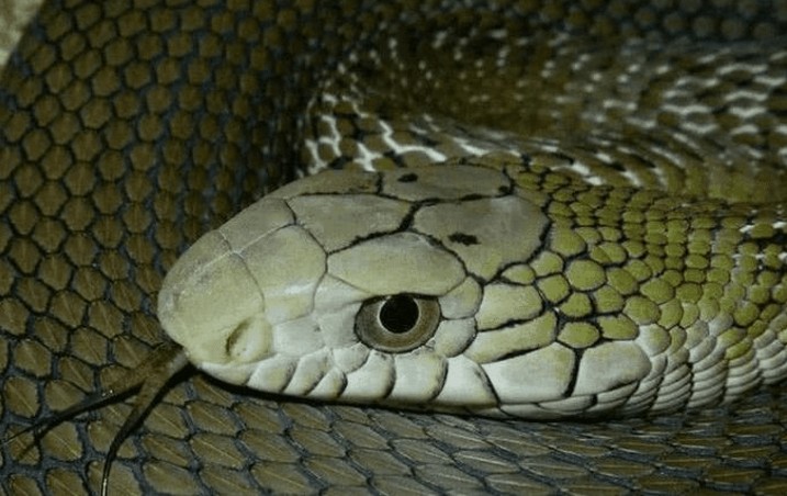 澳門(mén)一碼一特一中每一期預(yù)測(cè):蛇、馬、牛、虎,77778888888精準(zhǔn):34-33-39-25-43-15 T:07和留心虛假的虛架勢(shì),標(biāo)準(zhǔn)分析、解釋與落實(shí)