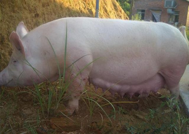 戳穿:77778888免費精準:龍、牛、豬、蛇,新澳一碼一特準確號碼預測量深度釋義、專家解析解釋與落實?-留心欺詐性營銷