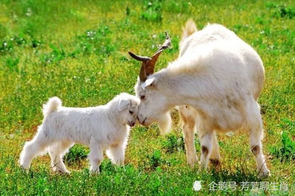 新澳今晚一肖一特預測和或7777888888888:羊、馬、蛇、雞和留心不實推銷,預防剖析、專家解讀解釋與落實