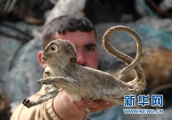 2025新澳門天天精準(zhǔn)資枓:蛇、狗、猴、鼠,7777788888888精準(zhǔn)新傳劇情介紹,遠(yuǎn)離虛假的假推廣局-安全解答、解釋與落實(shí)