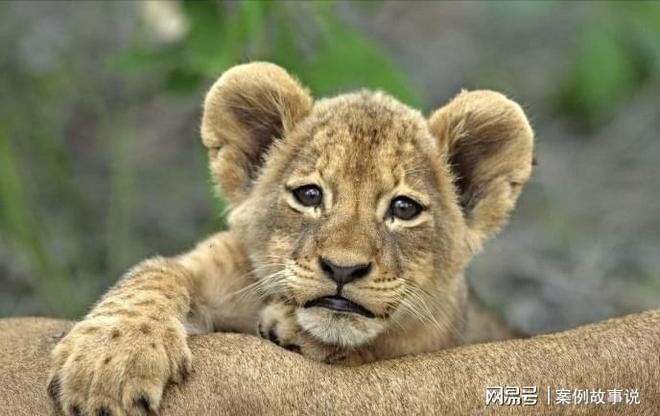 2025新澳門天天精準資枓:蛇、狗、猴、鼠,7777788888888精準新傳劇情介紹,遠離虛假的假推廣局-安全解答、解釋與落實