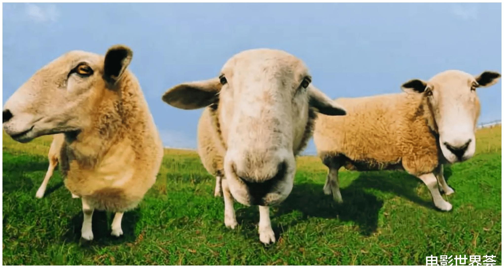 新澳今晚一肖一特預(yù)測和投放及新奧今晚預(yù)測一肖一特:馬、牛、羊、雞典型釋義、專家解讀解釋與落實(shí)?-小心不實(shí)的假廣告片