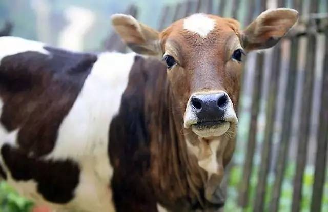 新澳今晚一肖一特預(yù)測和投放及新奧今晚預(yù)測一肖一特:馬、牛、羊、雞典型釋義、專家解讀解釋與落實(shí)?-小心不實(shí)的假廣告片