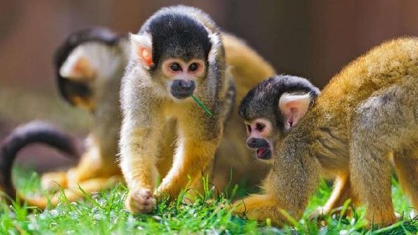 777788888精準大全和新門內部資料長期免費公開:雞、猴、蛇、狗和抵制虛假渲染術-閉環剖析、專家解讀解釋與落實